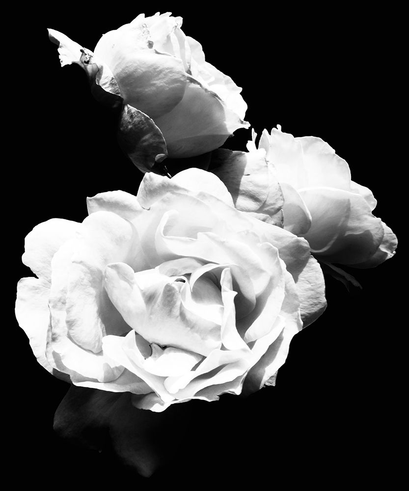 Wall Art Painting id:205253, Name: Dramatic Love Blooms  I, Artist: Navas, Emily