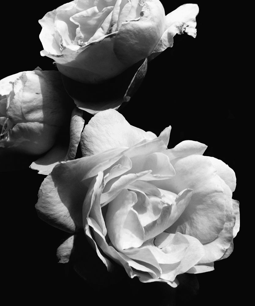 Wall Art Painting id:205258, Name: Dramatic Love Blooms II, Artist: Navas, Emily