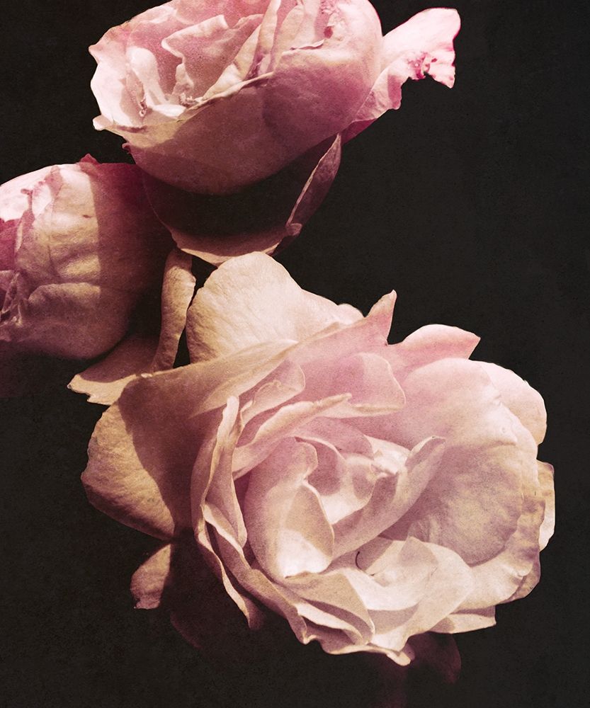 Wall Art Painting id:205260, Name: Solitary Bouquet II, Artist: Navas, Emily