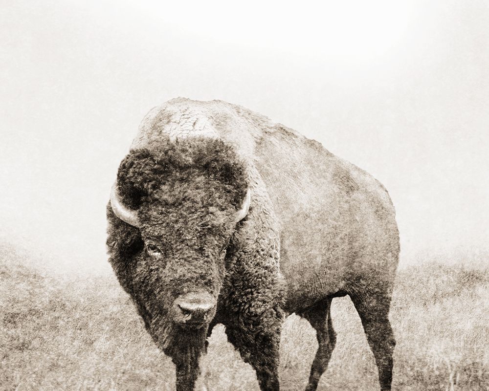 Wall Art Painting id:728274, Name: Grand Bison II, Artist: Meneely, Dan