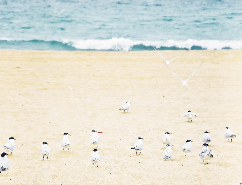 Art Print: Relaxed Seagulls