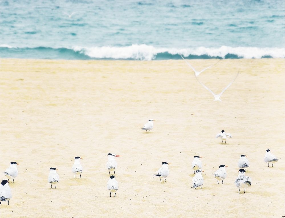 Wall Art Painting id:205399, Name: Relaxed Seagulls, Artist: Bill Carson Photography