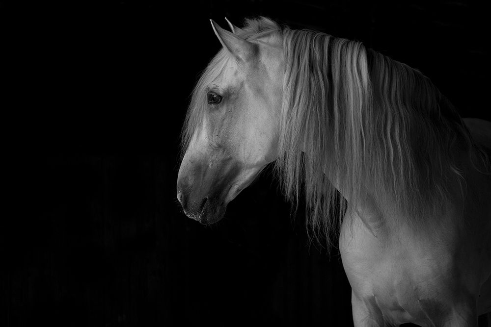 Art Print: White Stallion in the Dark