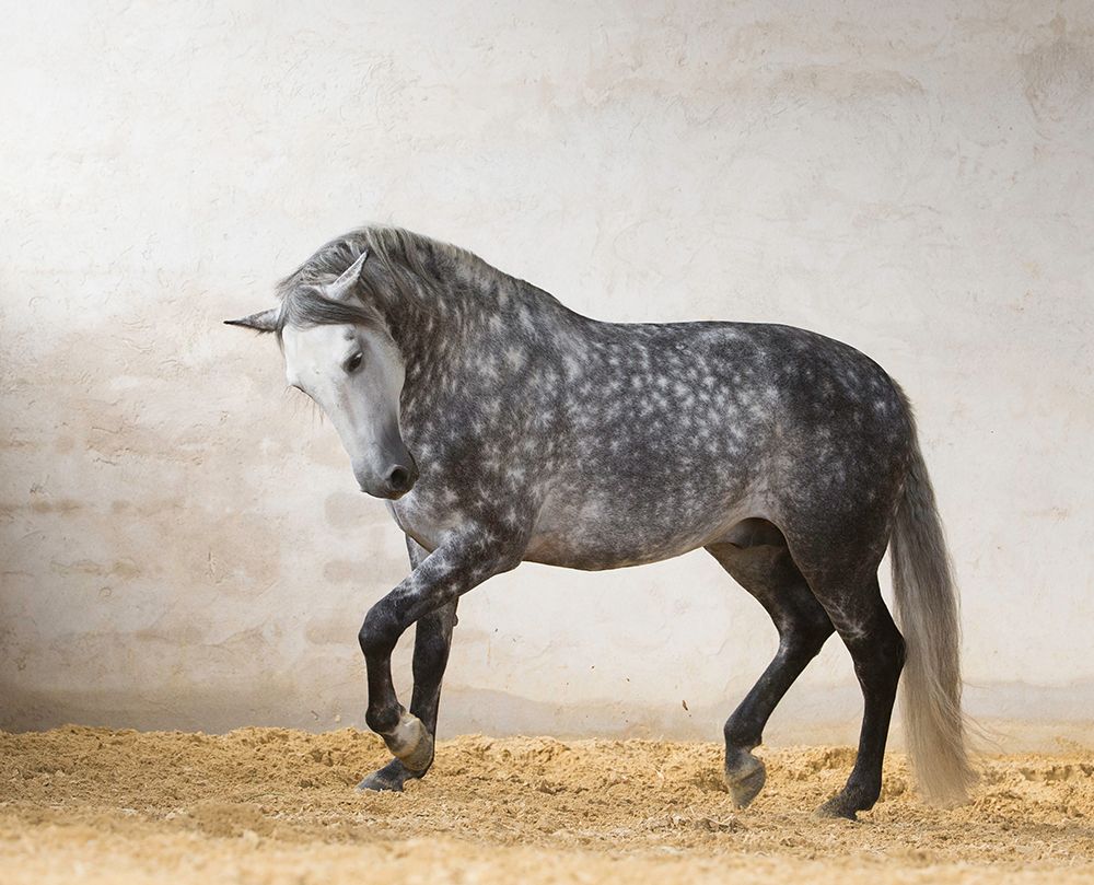 Art Print: Prancing Horse