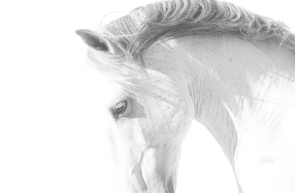Art Print: White Horse