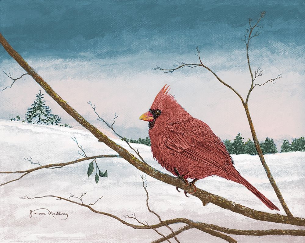 Wall art: Auburn Cardinal, by Redding, James