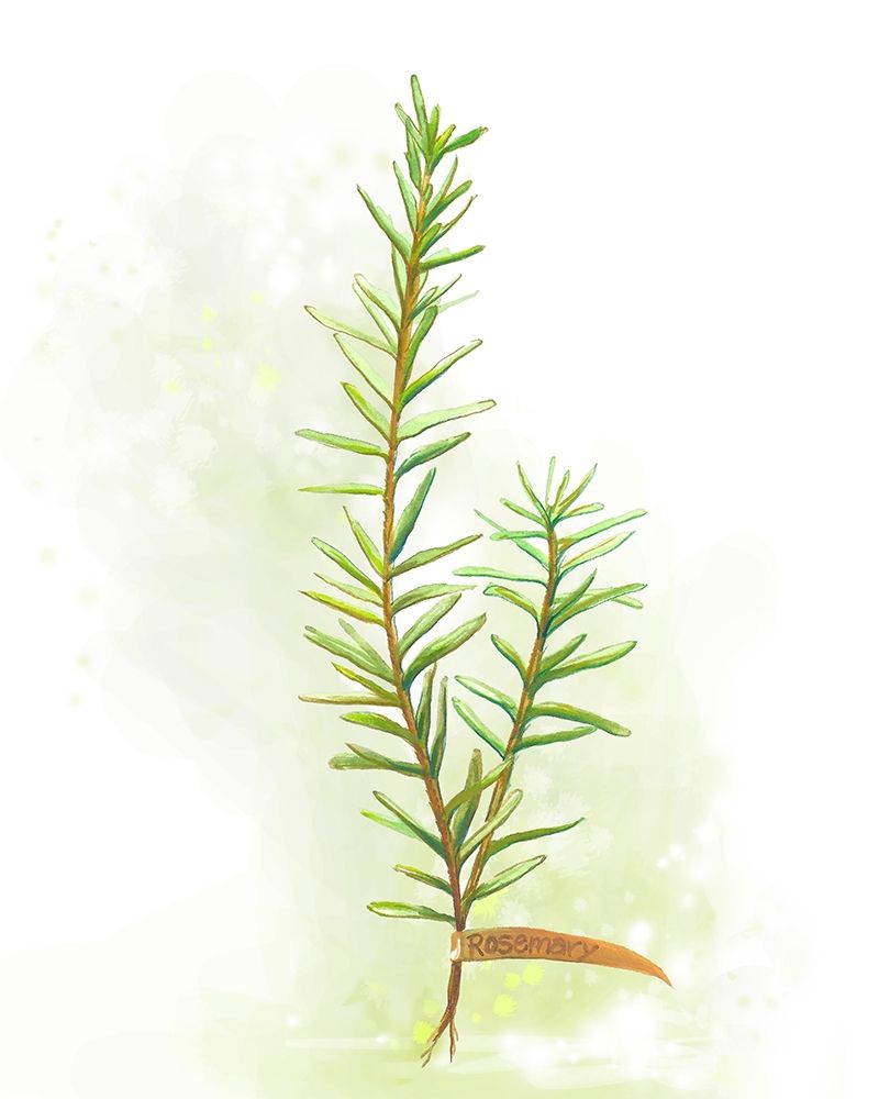 Art Print: Fresh Herbs II