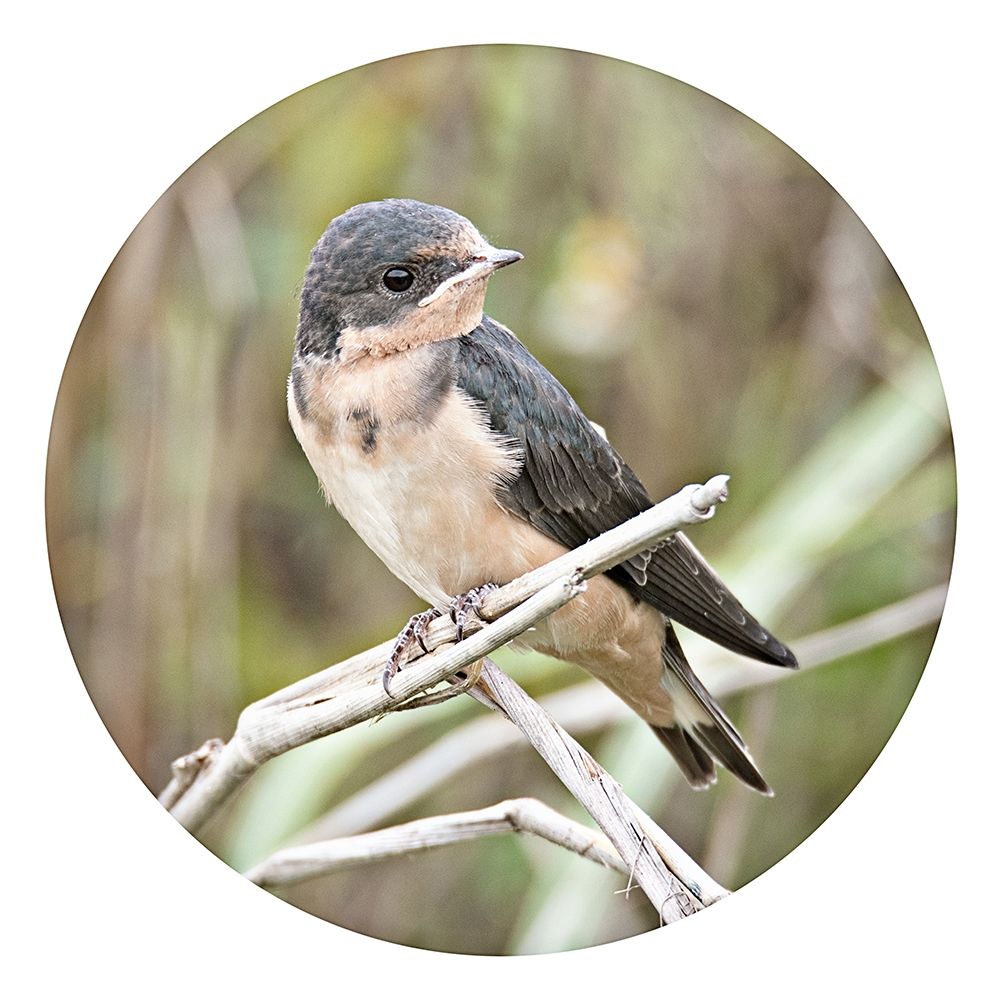 Art Print: On Watch Out