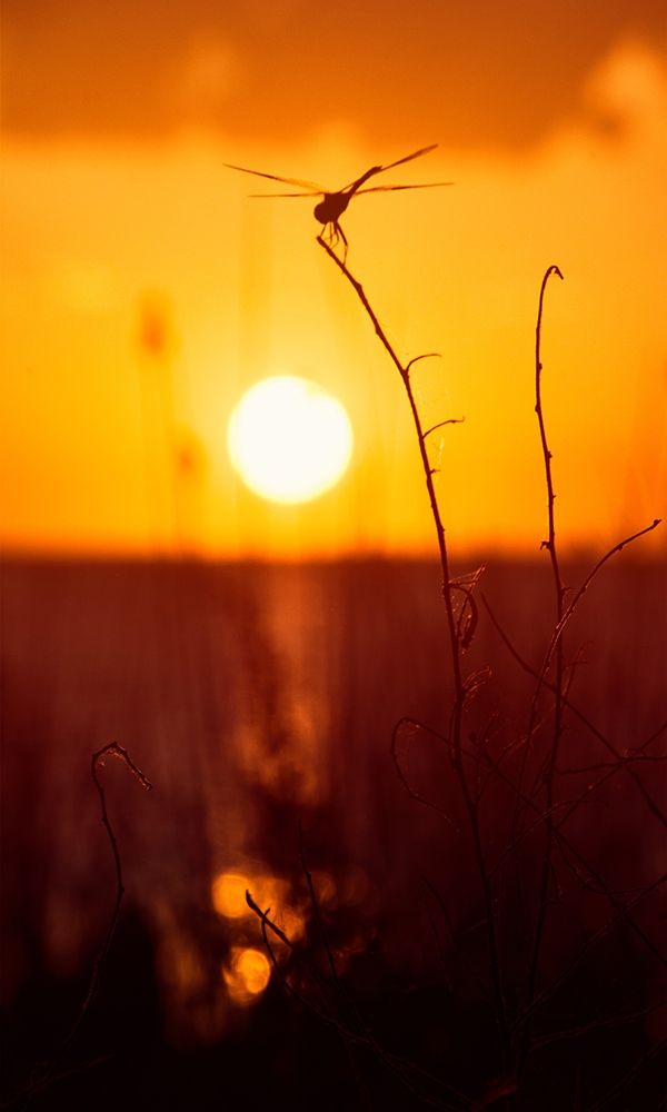 Art Print: Still Moments