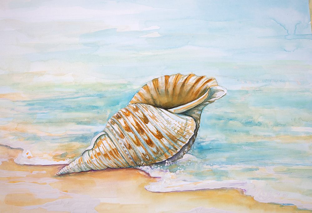Art Print: Queen Conch