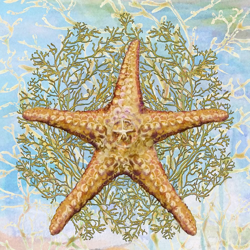 Art Print: Shell Medley II