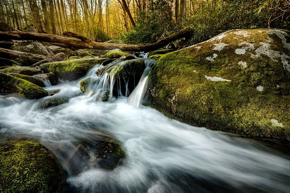 Art Print: Fallen Timber