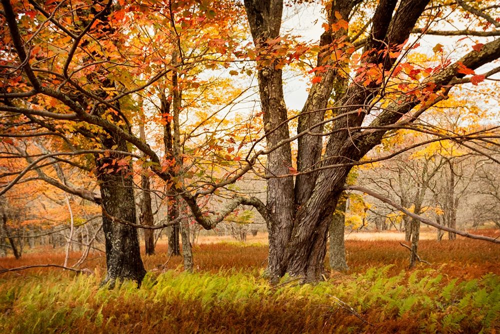 Art Print: Crossing Paths