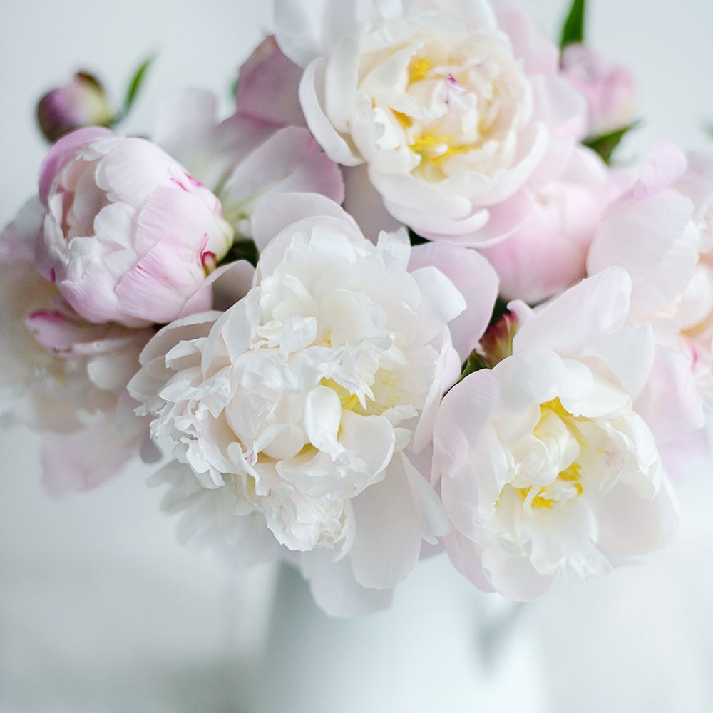 Wall Art Painting id:524108, Name: Soft Petal Lane, Artist: Gardner, Sarah