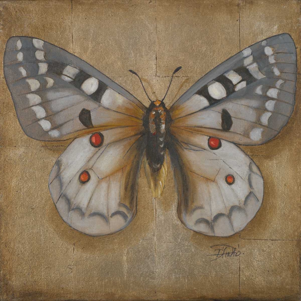 Wall Art Painting id:23422, Name: Butterfly II, Artist: Pinto, Patricia