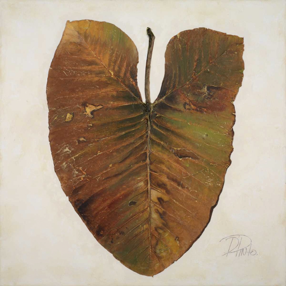 Art Print: Amazonas II