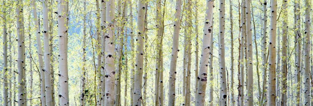 Wall art: Aspen, by Lake, Shelley