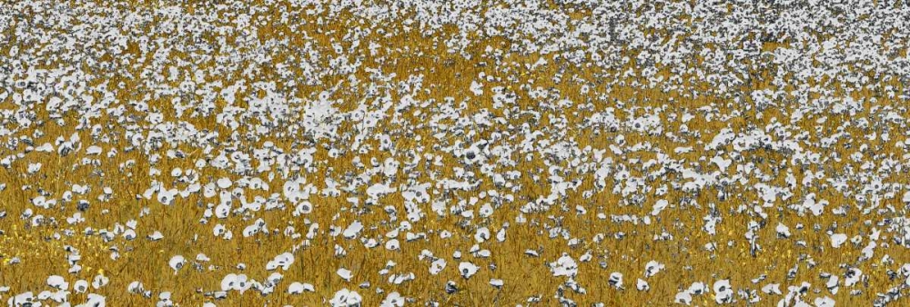 Art Print: Fields of Gold