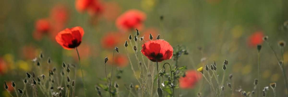 Art Print: Soft Petals