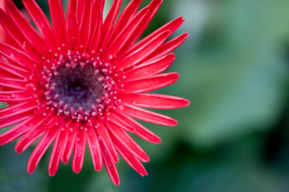 Wall art: Asian Shield I, by Hakimipour-Ritter