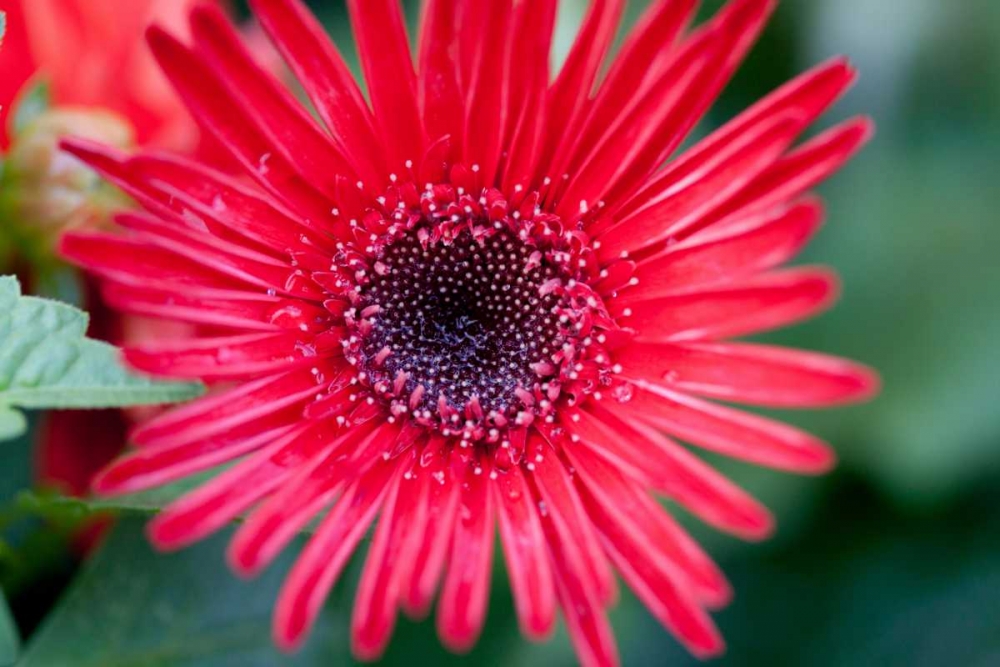 Wall art: Asian Shield II, by Hakimipour-Ritter