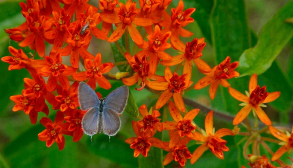 Wall Art Painting id:51450, Name: New Leaf Panel, Artist: Pinto, Patricia
