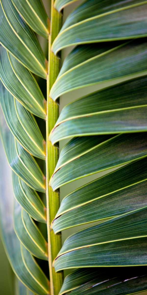 Wall Art Painting id:15447, Name: Palma I, Artist: Bryant, Susan