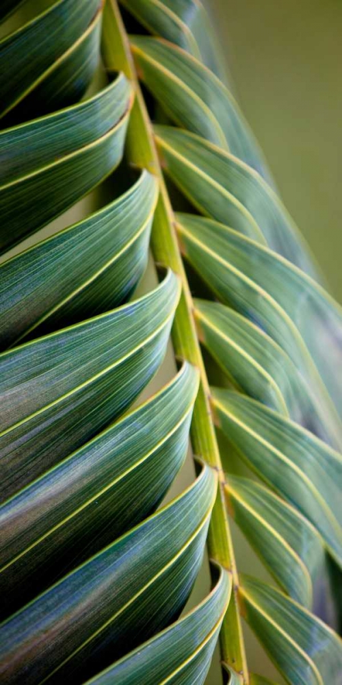 Wall Art Painting id:15448, Name: Palma II, Artist: Bryant, Susan