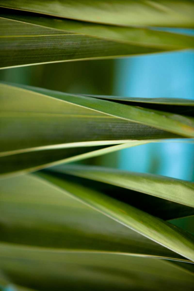 Wall Art Painting id:15449, Name: Palma III, Artist: Bryant, Susan