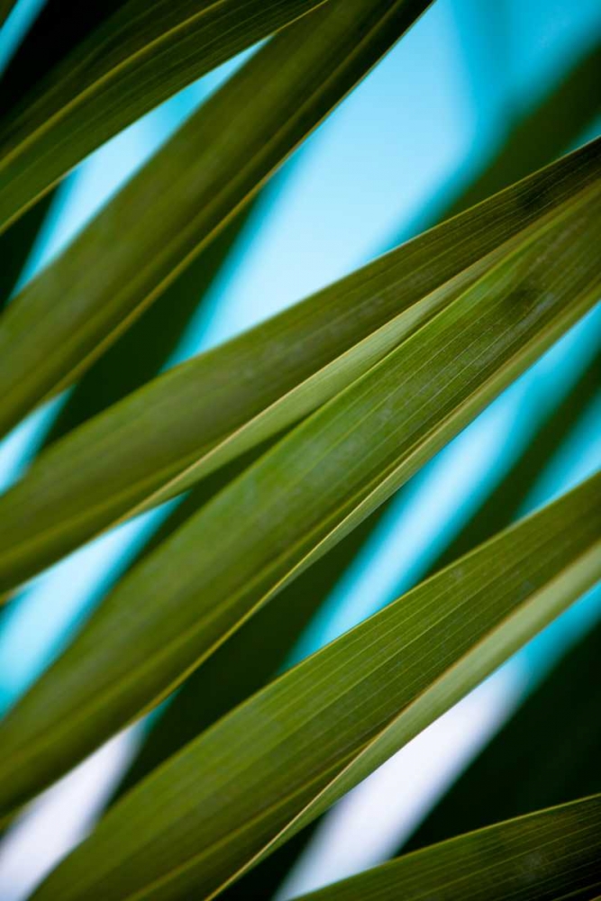 Wall Art Painting id:15450, Name: Palma IV, Artist: Bryant, Susan