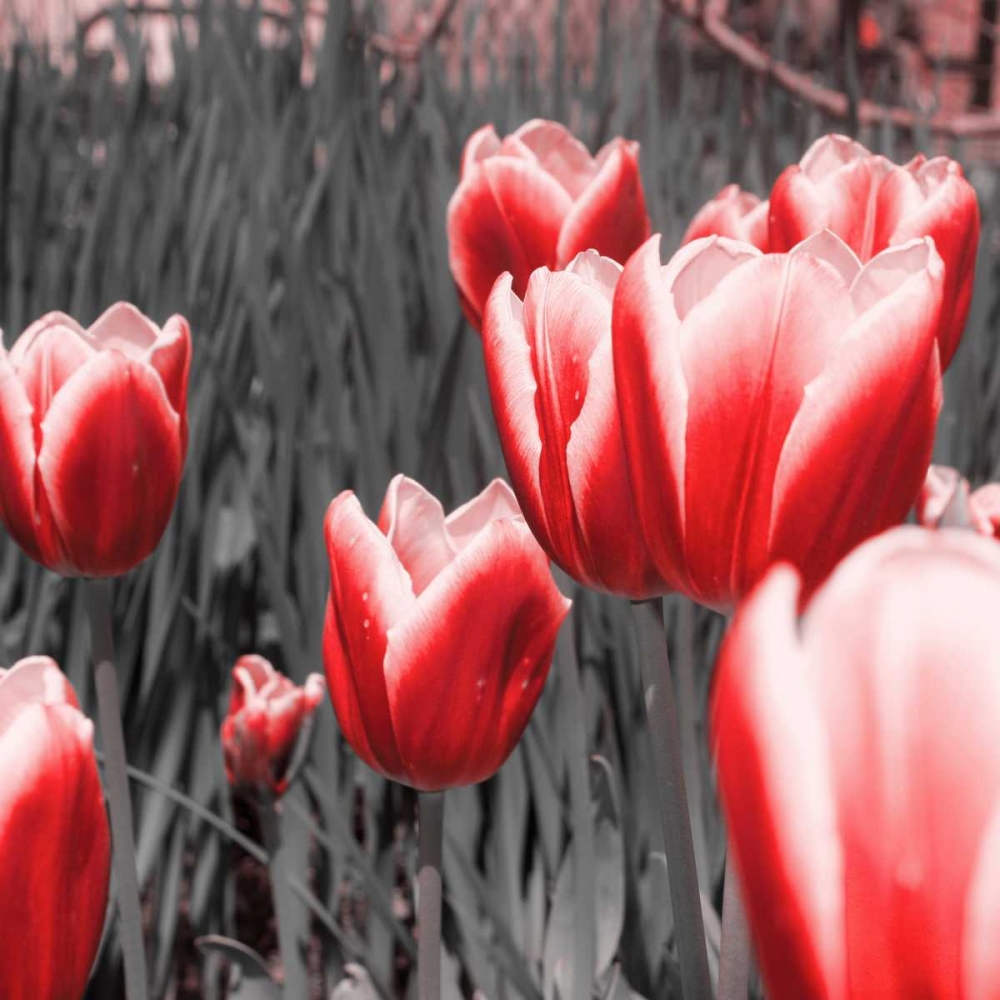 Wall art: Red Tulips I, by Navas, Emily