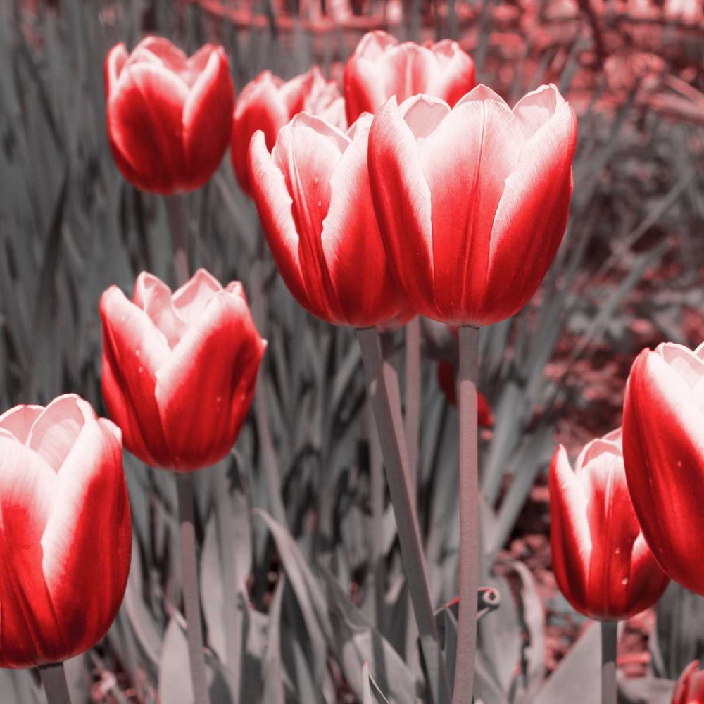 Wall art: Red Tulips II, by Navas, Emily
