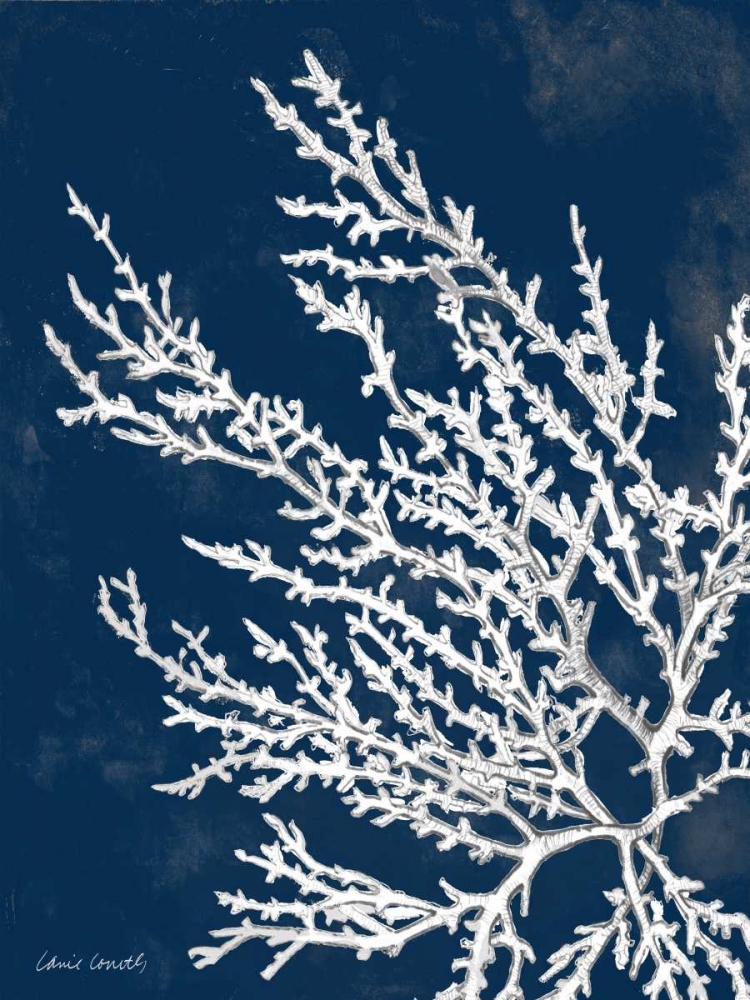 Wall Art Painting id:52052, Name: Coastal Coral I, Artist: Loreth, Lanie