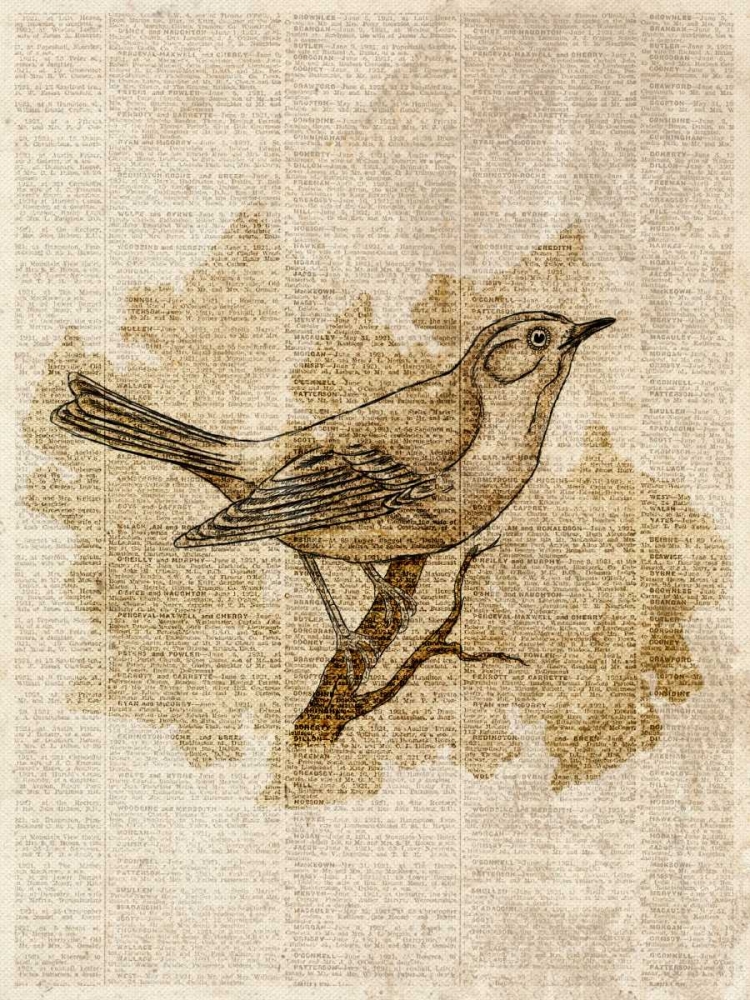 Wall Art Painting id:24041, Name: Vintage Bird II, Artist: SD Graphics Studio