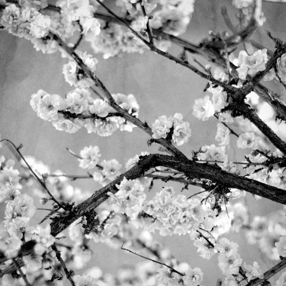 Wall art: Black and White Blossoms II, by Bryant, Susan