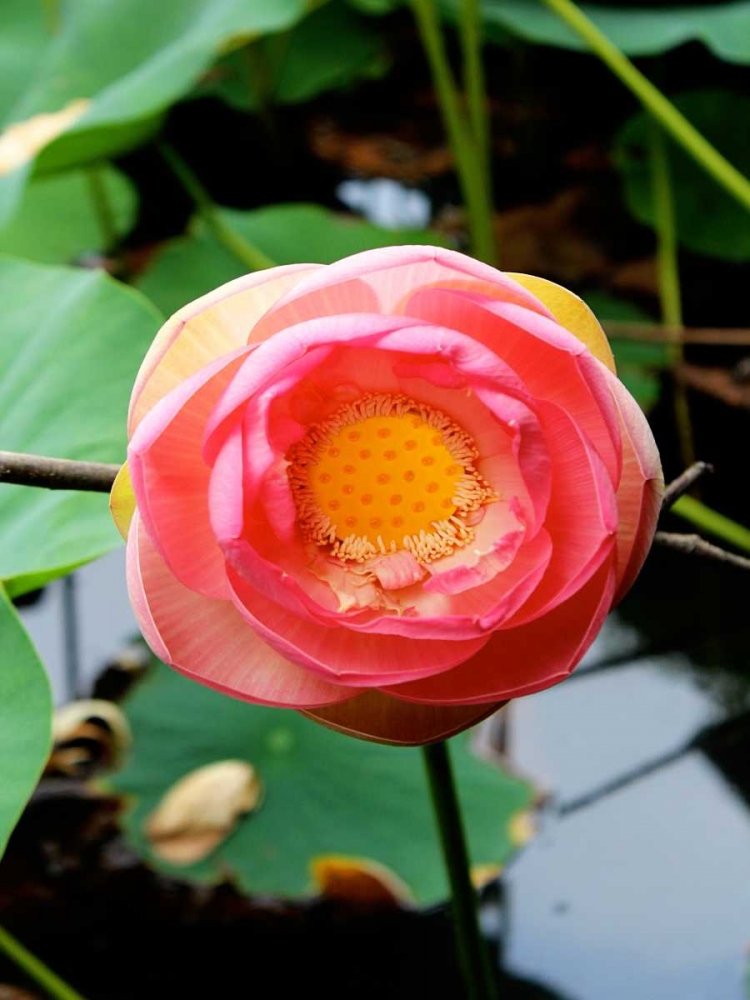 Wall Art Painting id:23602, Name: Red Lotus II, Artist: Rodriguez, Jairo