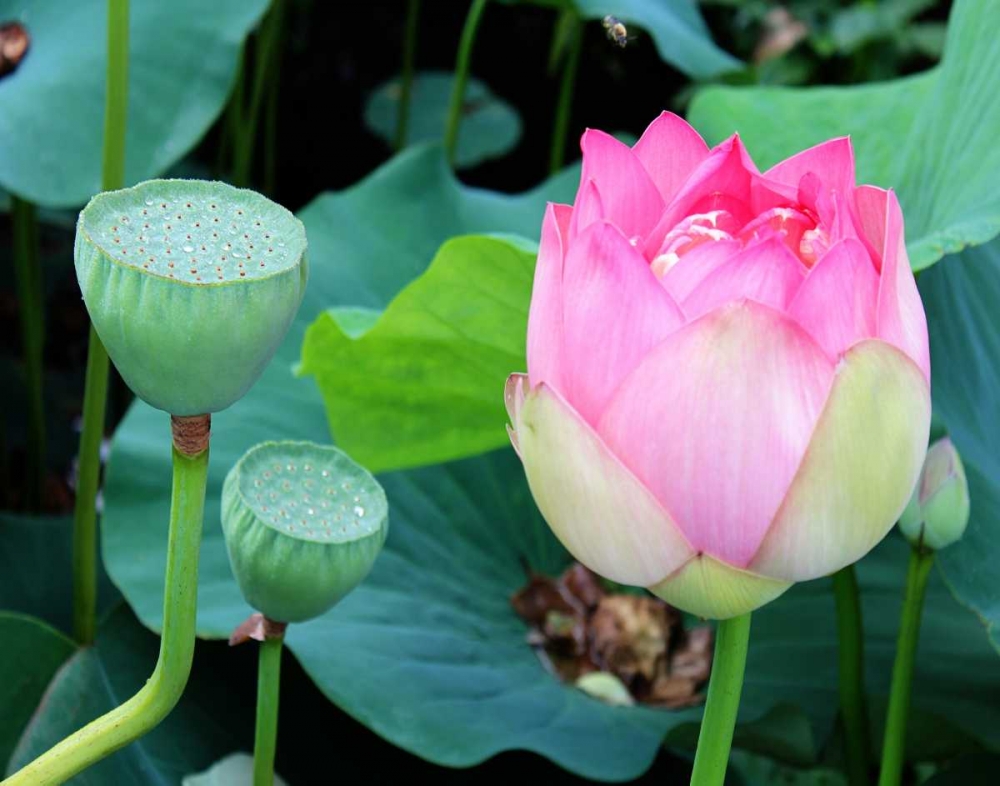 Wall Art Painting id:23603, Name: Purple Lotus I, Artist: Rodriguez, Jairo