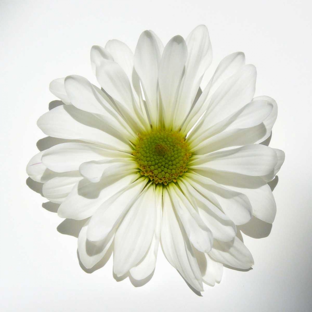Wall Art Painting id:31847, Name: White Daisy, Artist: Peck, Gail