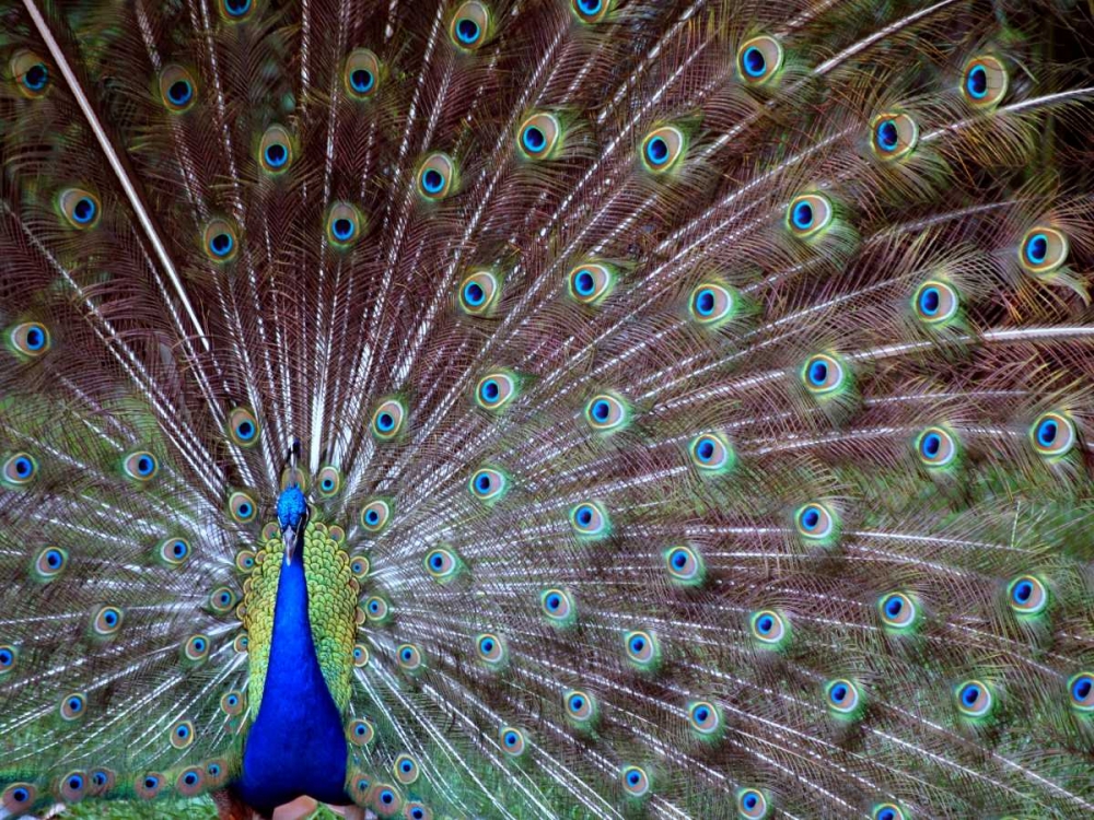 Wall Art Painting id:24174, Name: Wild Beauty I, Artist: Peck, Gail