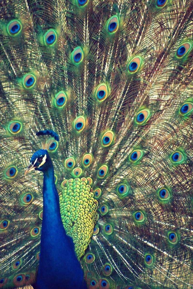 Wall Art Painting id:24173, Name: Royally Blue I, Artist: Peck, Gail