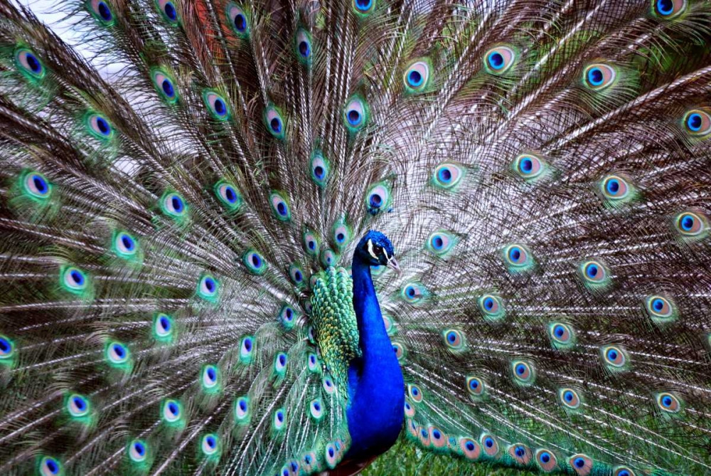 Wall Art Painting id:31855, Name: Wild Beauty II, Artist: Peck, Gail