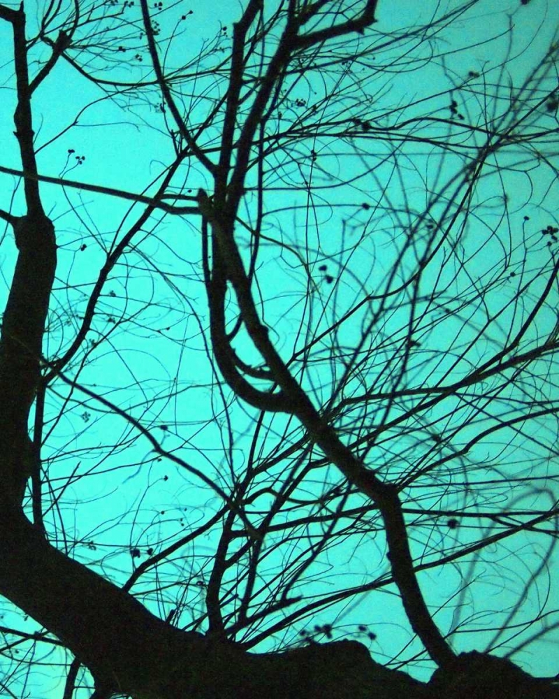 Wall Art Painting id:31857, Name: Branches on Teal II, Artist: Peck, Gail
