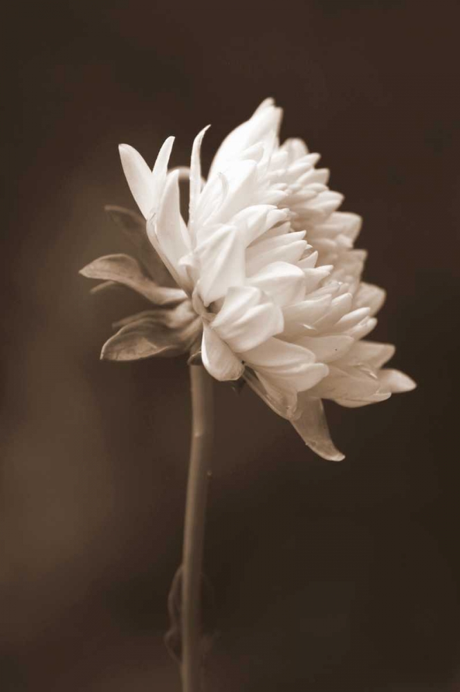 Wall Art Painting id:24202, Name: Sepia Flower I, Artist: Peck, Gail