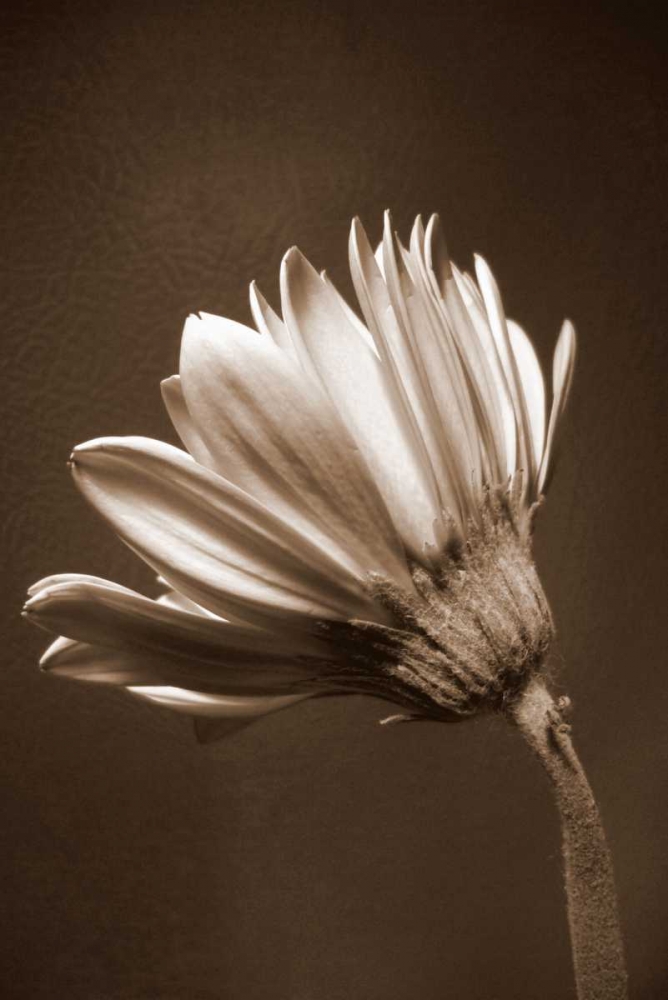 Wall Art Painting id:24203, Name: Sepia Flower II, Artist: Peck, Gail