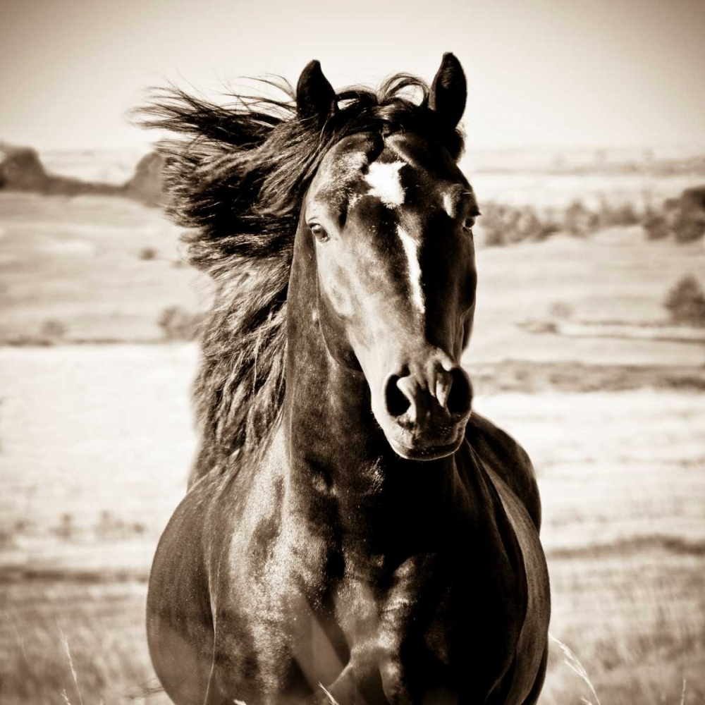 Art Print: On the Run