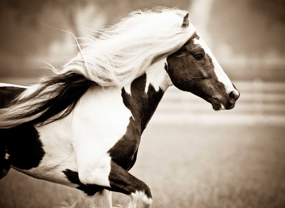 Art Print: Gypsies Pride