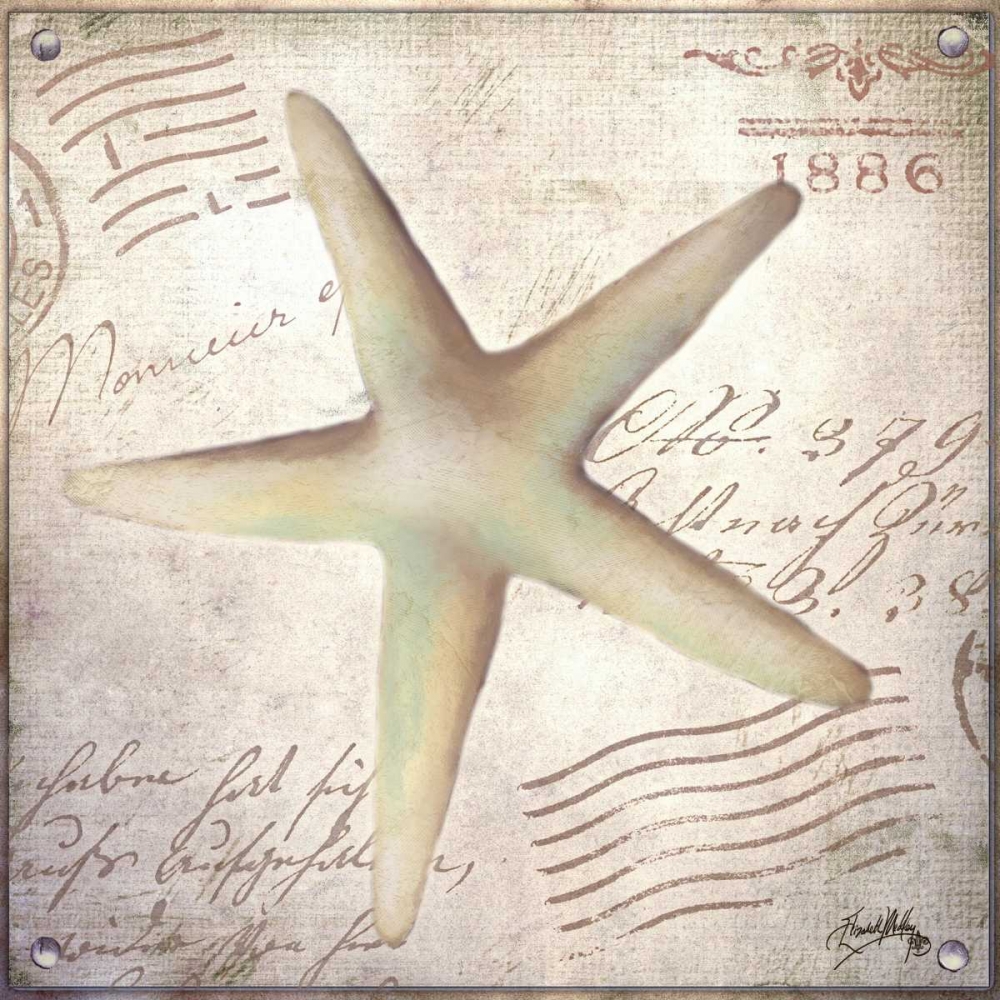 Wall Art Painting id:32449, Name: Beach Shell IV, Artist: Medley, Elizabeth