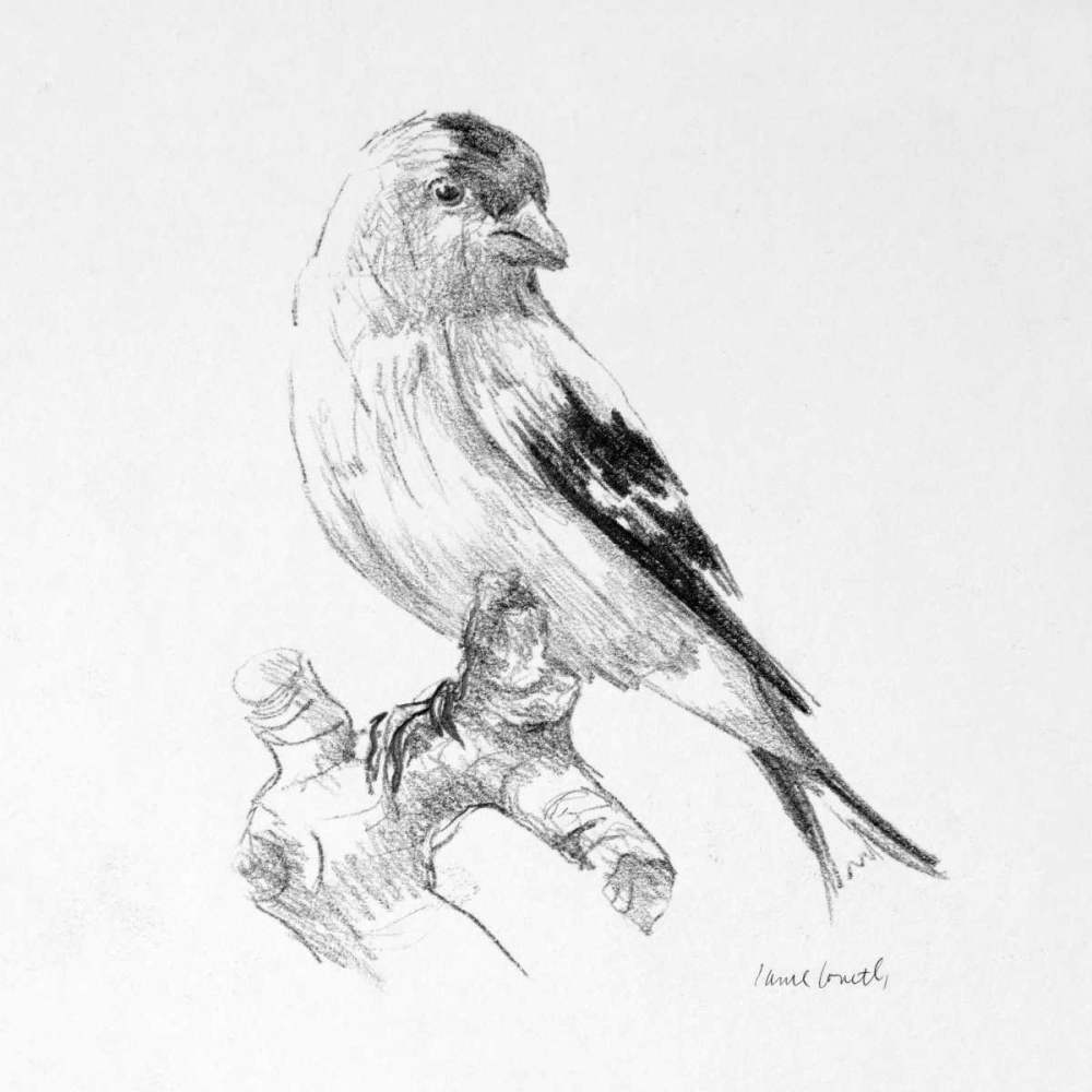 Art Print: Bird Drawing II