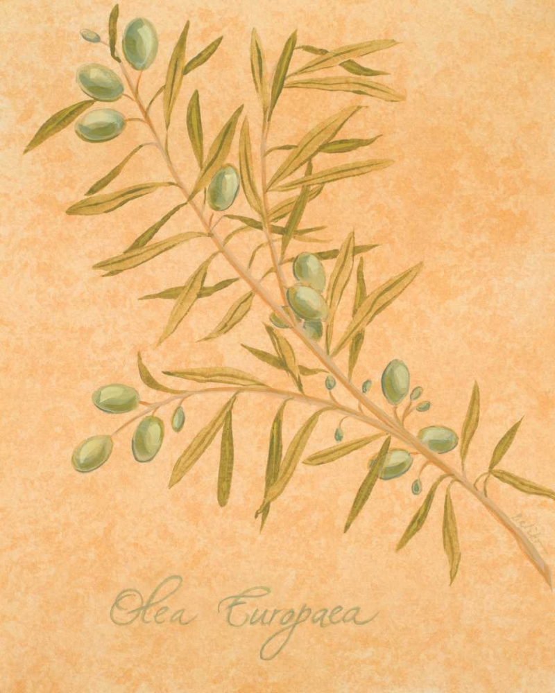 Art Print: Olea Europaea