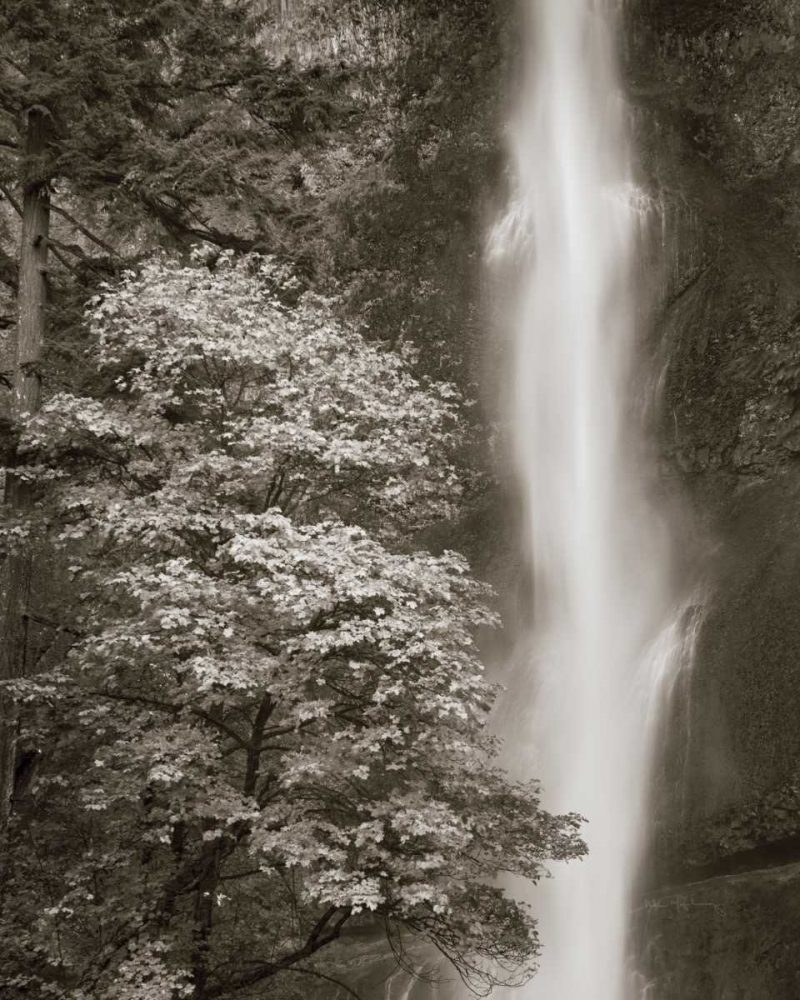 Wall Art Painting id:33479, Name: Multnomah Falls, Artist: Audit, Lisa